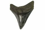 Serrated, Fossil Megalodon Tooth #124198-1